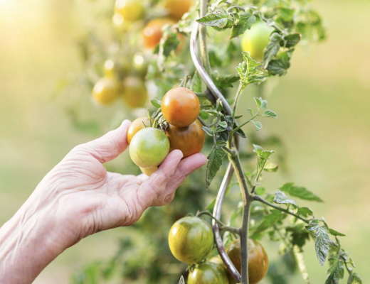 Home Gardening